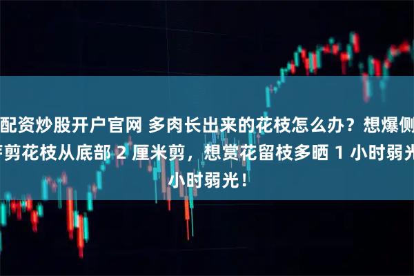配资炒股开户官网 多肉长出来的花枝怎么办？想爆侧芽剪花枝从底部 2 厘米剪，想赏花留枝多晒 1 小时弱光！